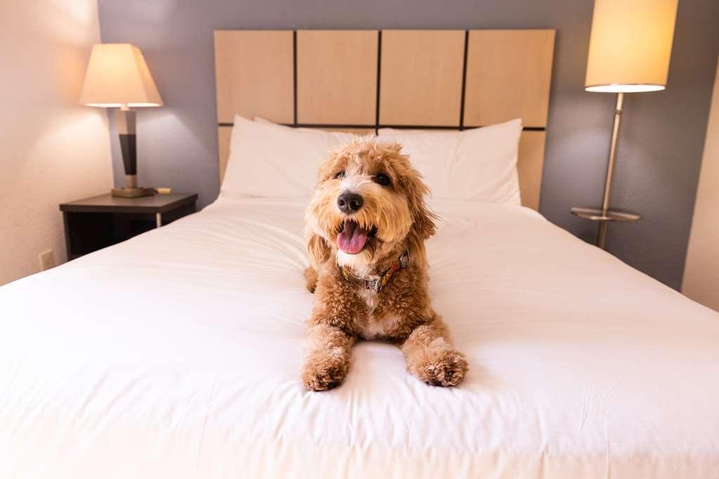 Sonesta Simply Suites Phoenix Tempe Quarto foto